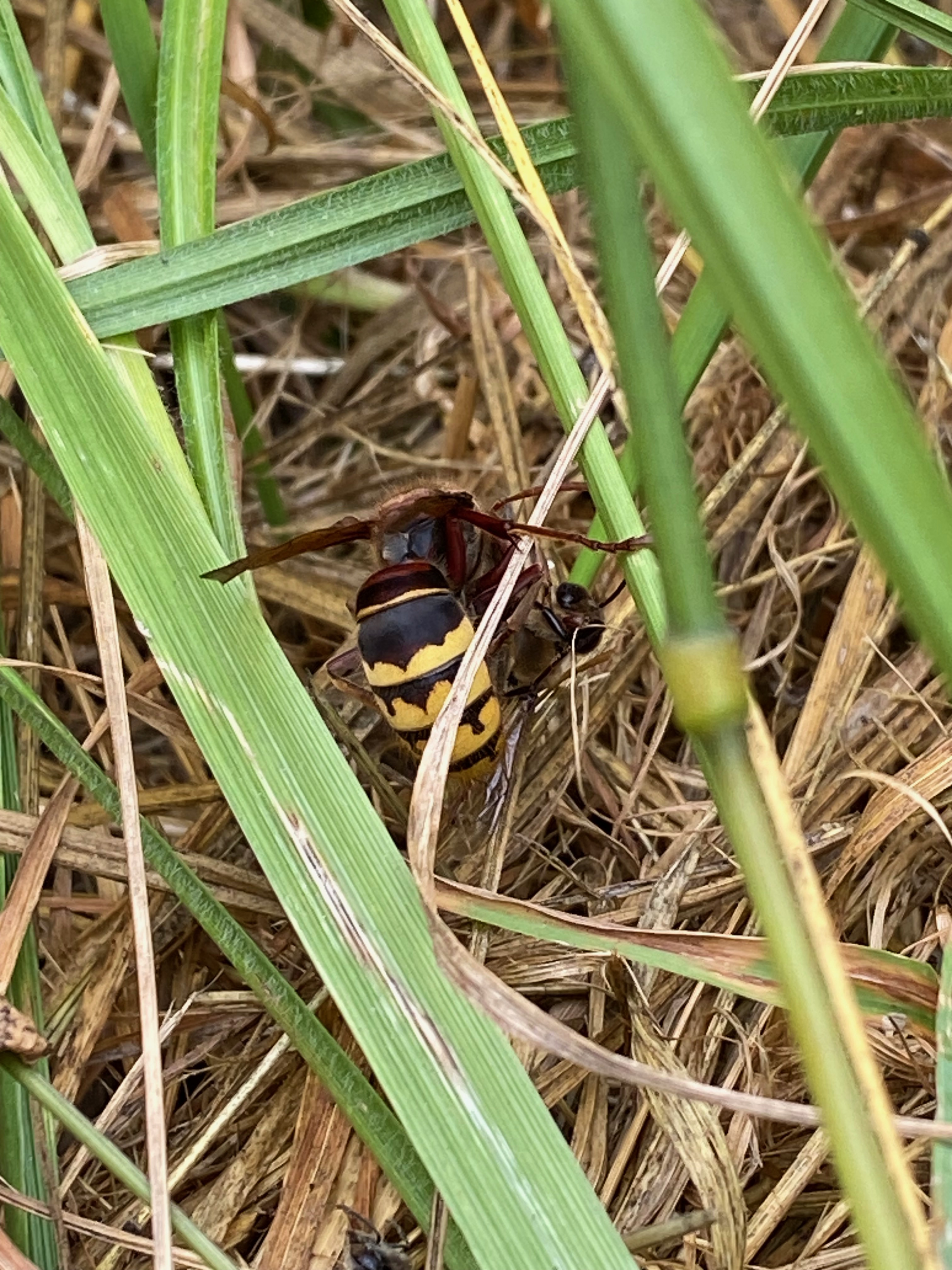 frelon européen